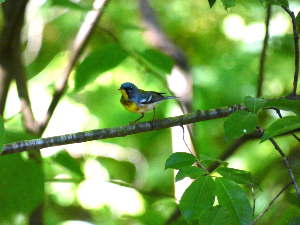 Northern Parula - Tony-Cara Woods