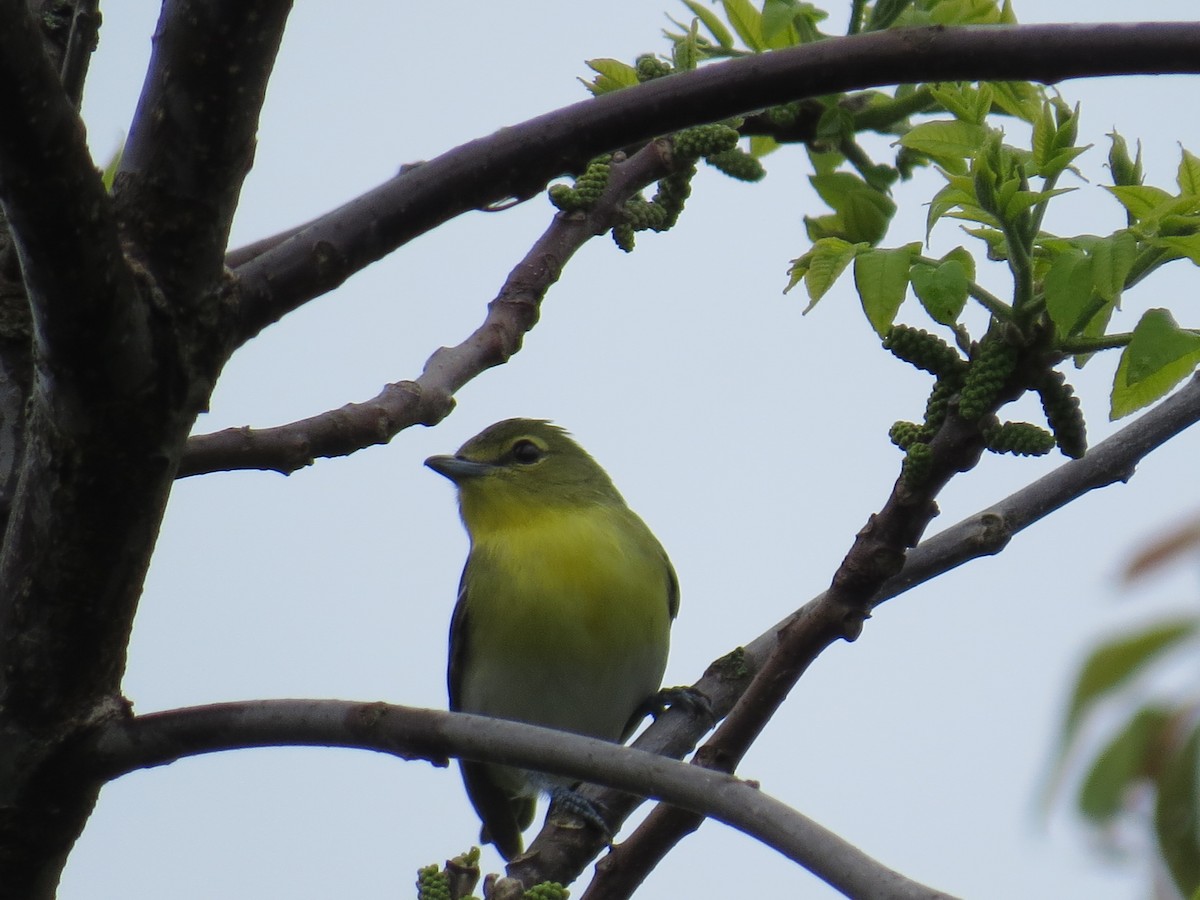 Yellow-throated Vireo - ML618787263