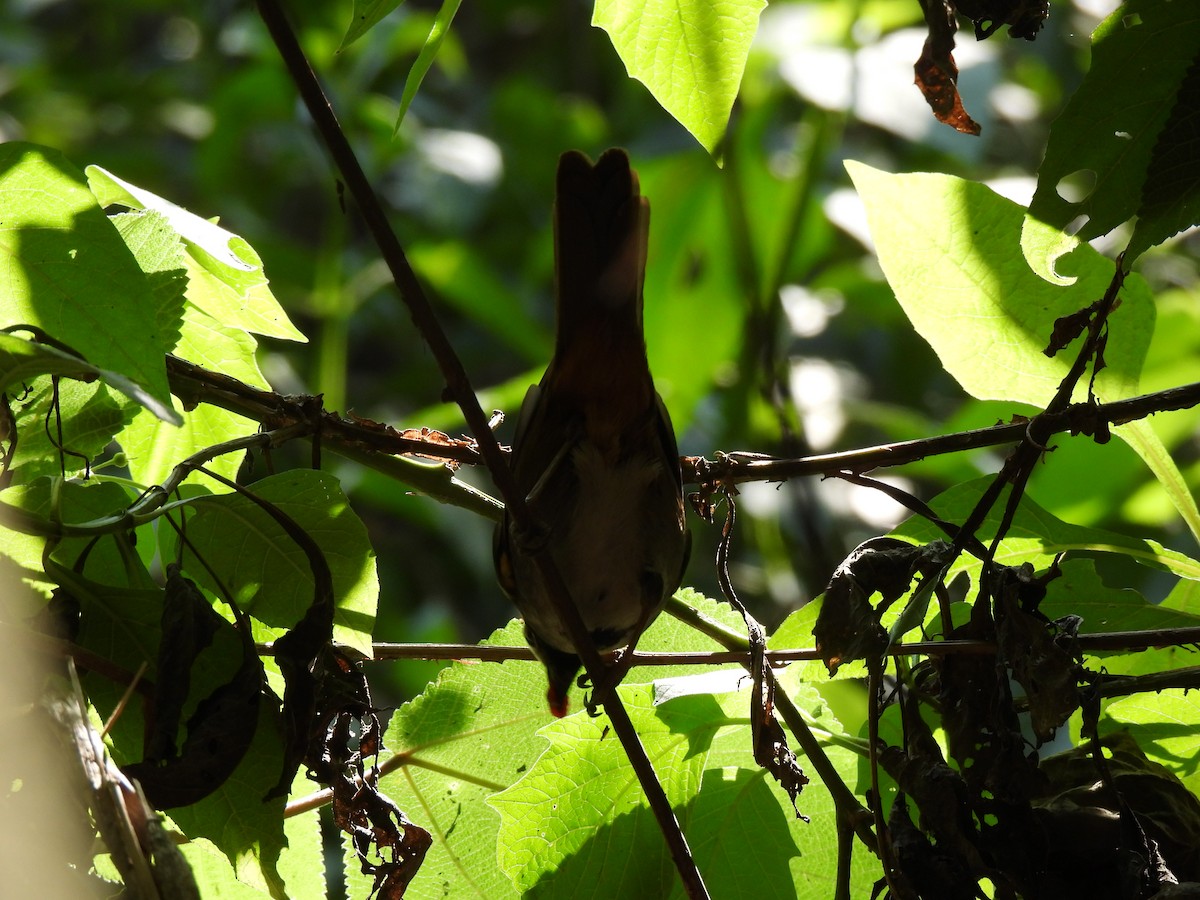 Western Wood-Pewee - María Eugenia Paredes Sánchez