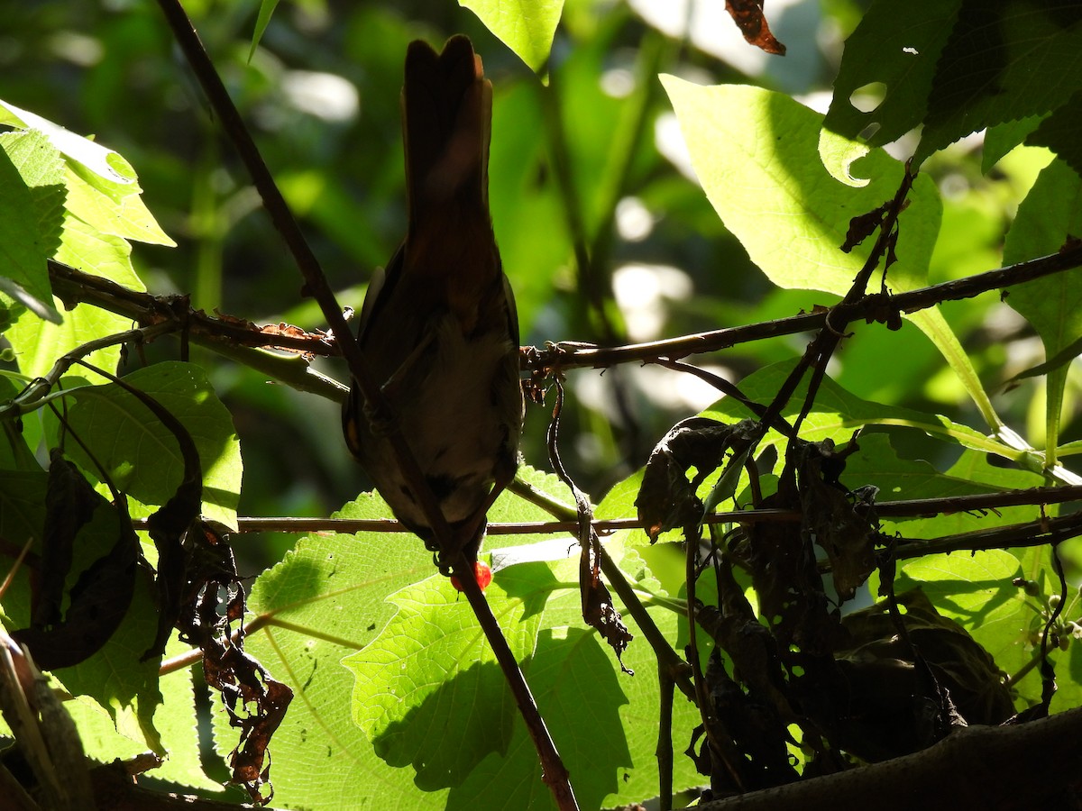 Western Wood-Pewee - ML618787282