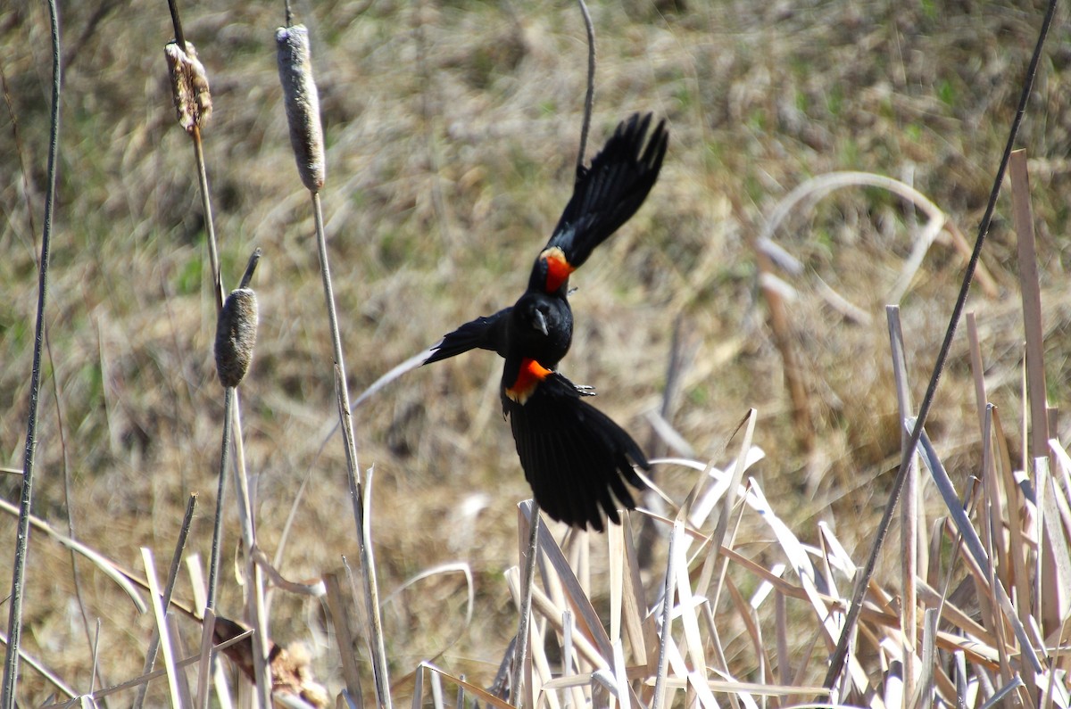 Red-winged Blackbird - Elaine Cassidy