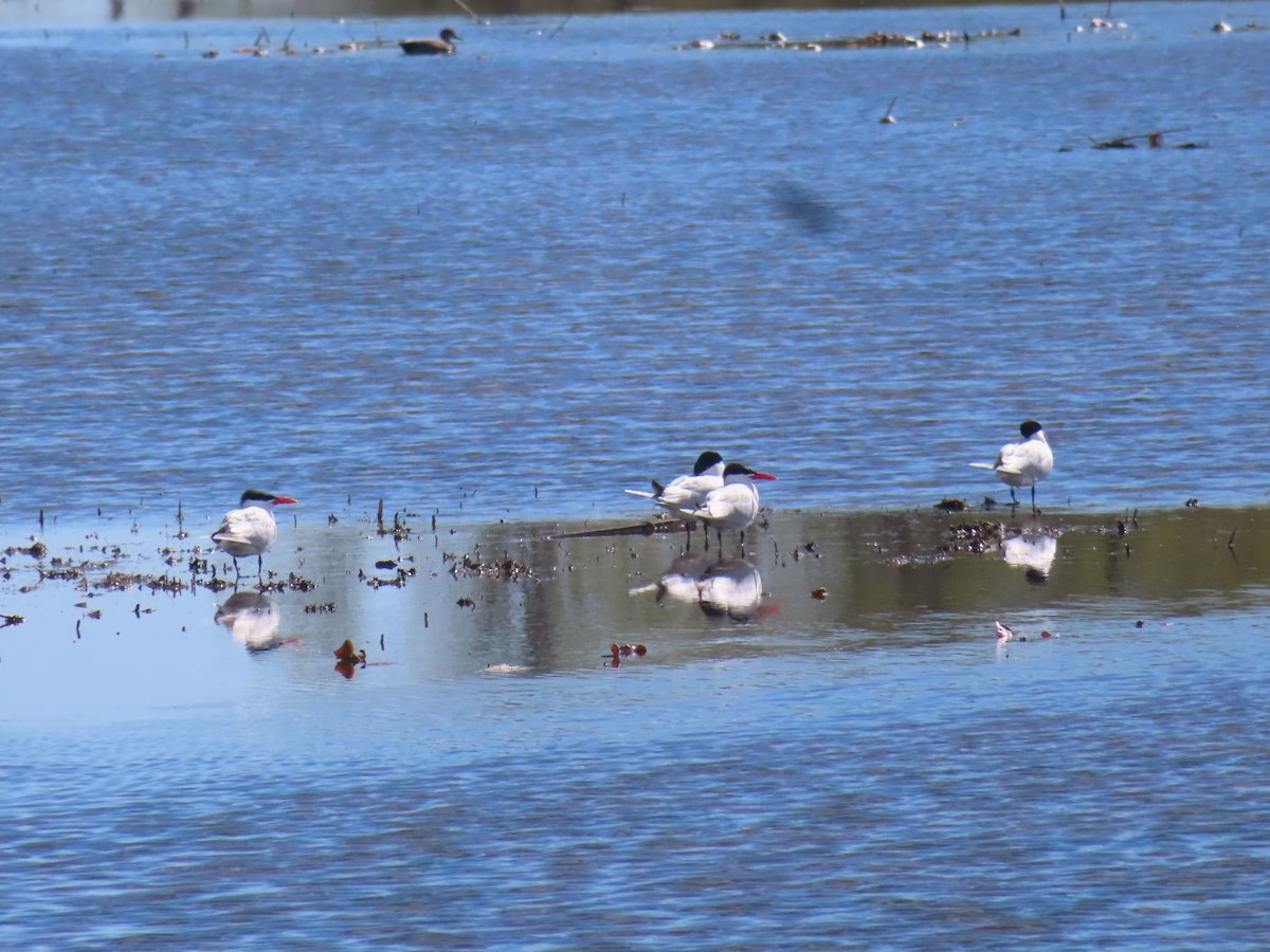 Caspian Tern - Michael Stoner