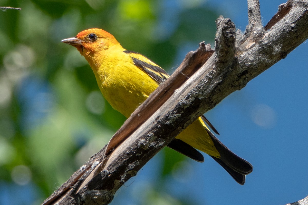 Western Tanager - Carrie Vaughn