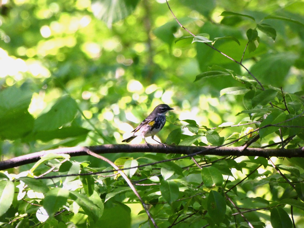 Yellow-rumped Warbler - ML618787296