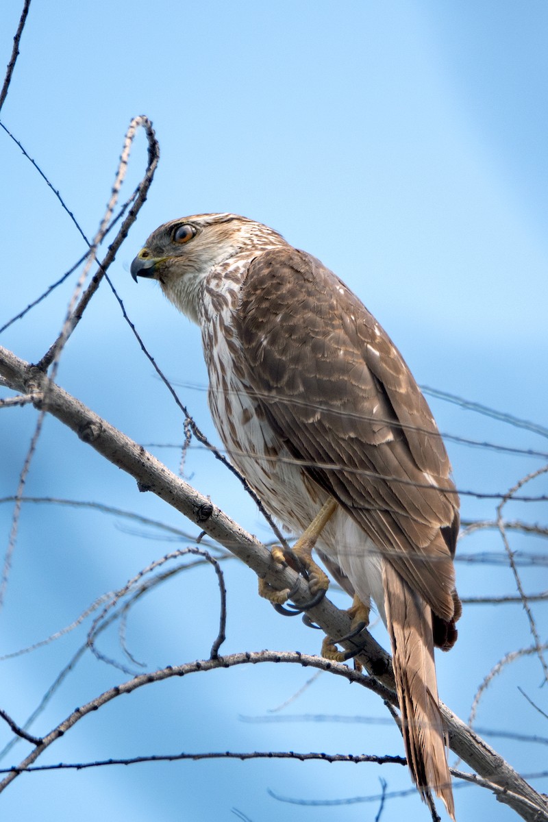 Cooper's Hawk - ML618787321