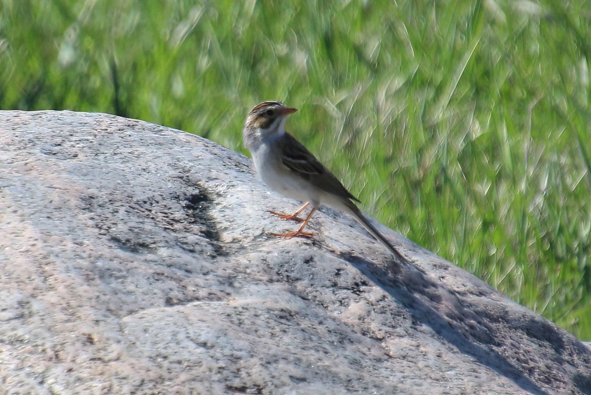 Clay-colored Sparrow - Elaine Cassidy