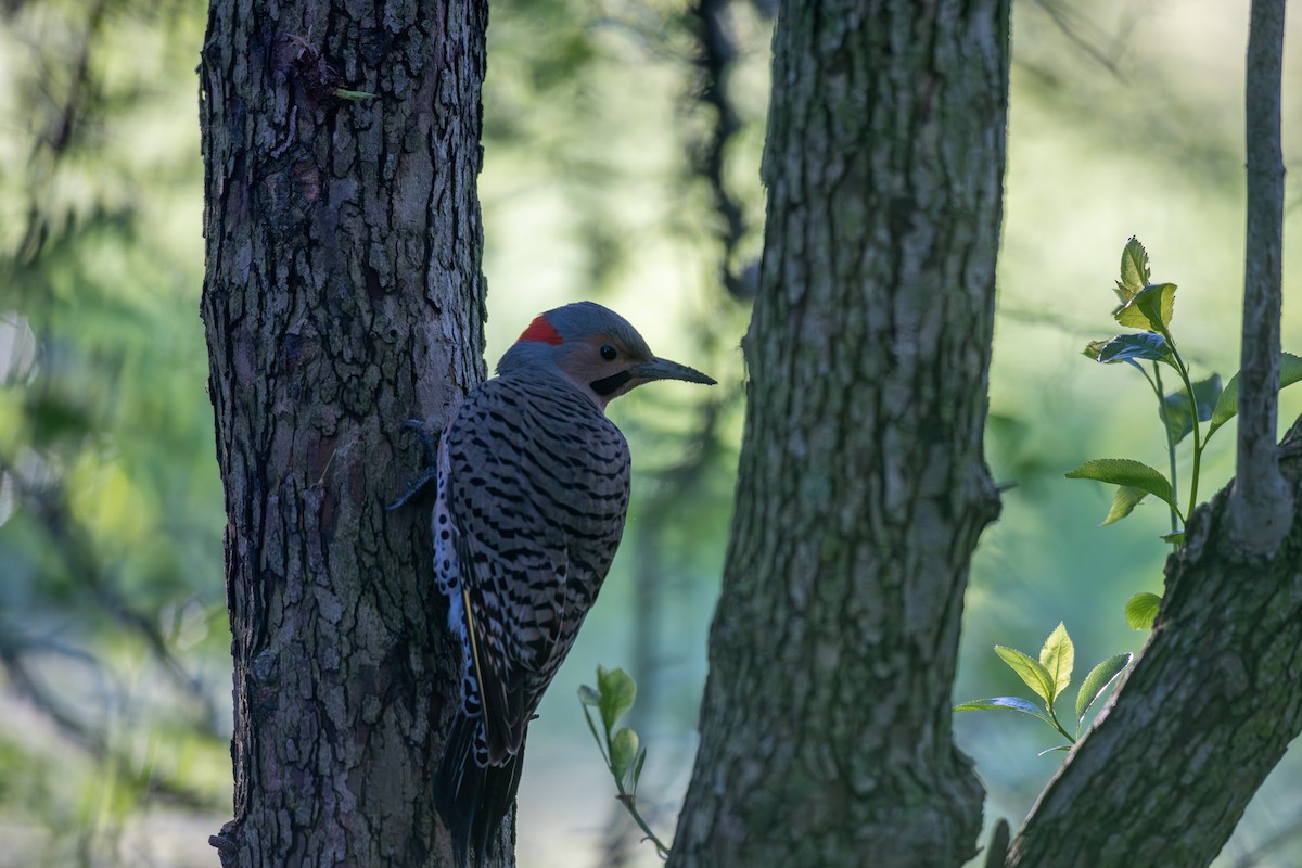 Northern Flicker - Billy Tran