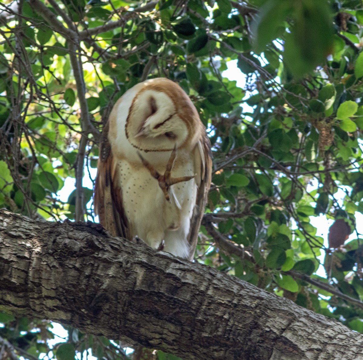 Barn Owl - ML618787360