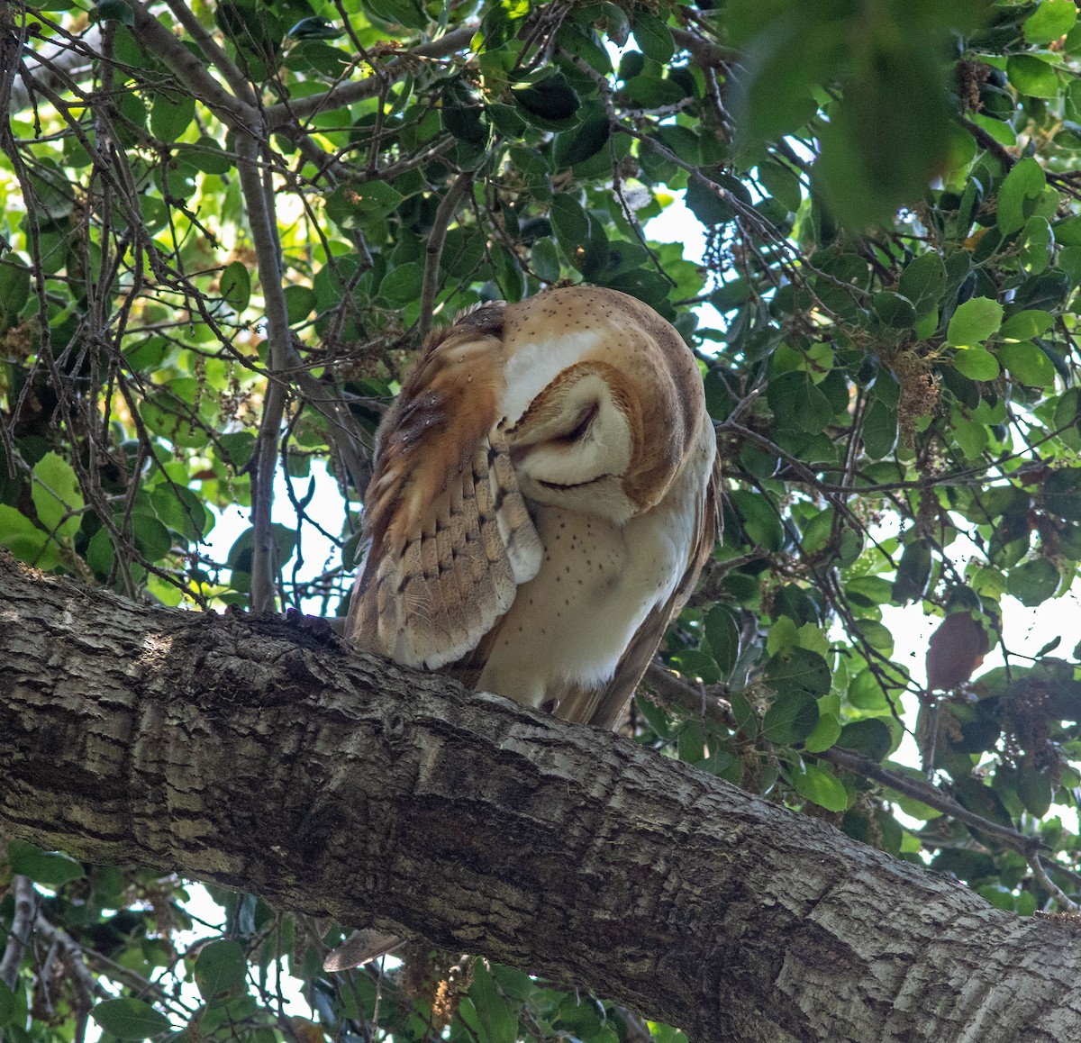 Barn Owl - ML618787361