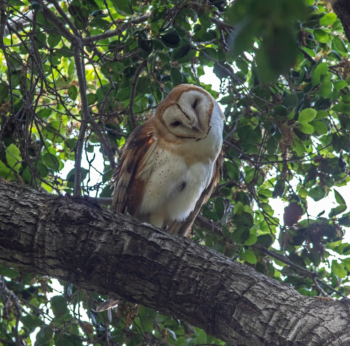 Barn Owl - ML618787364