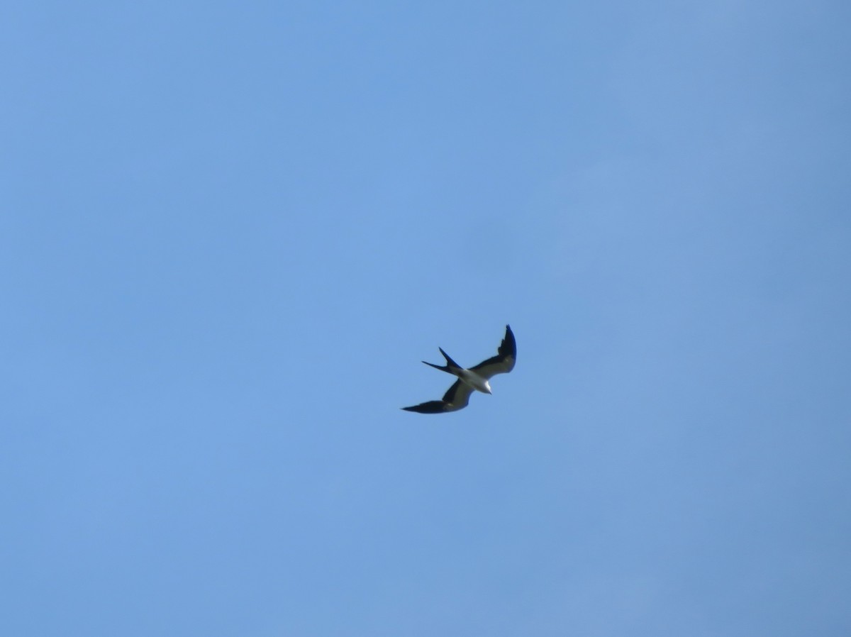 Swallow-tailed Kite - Claudia Amsler