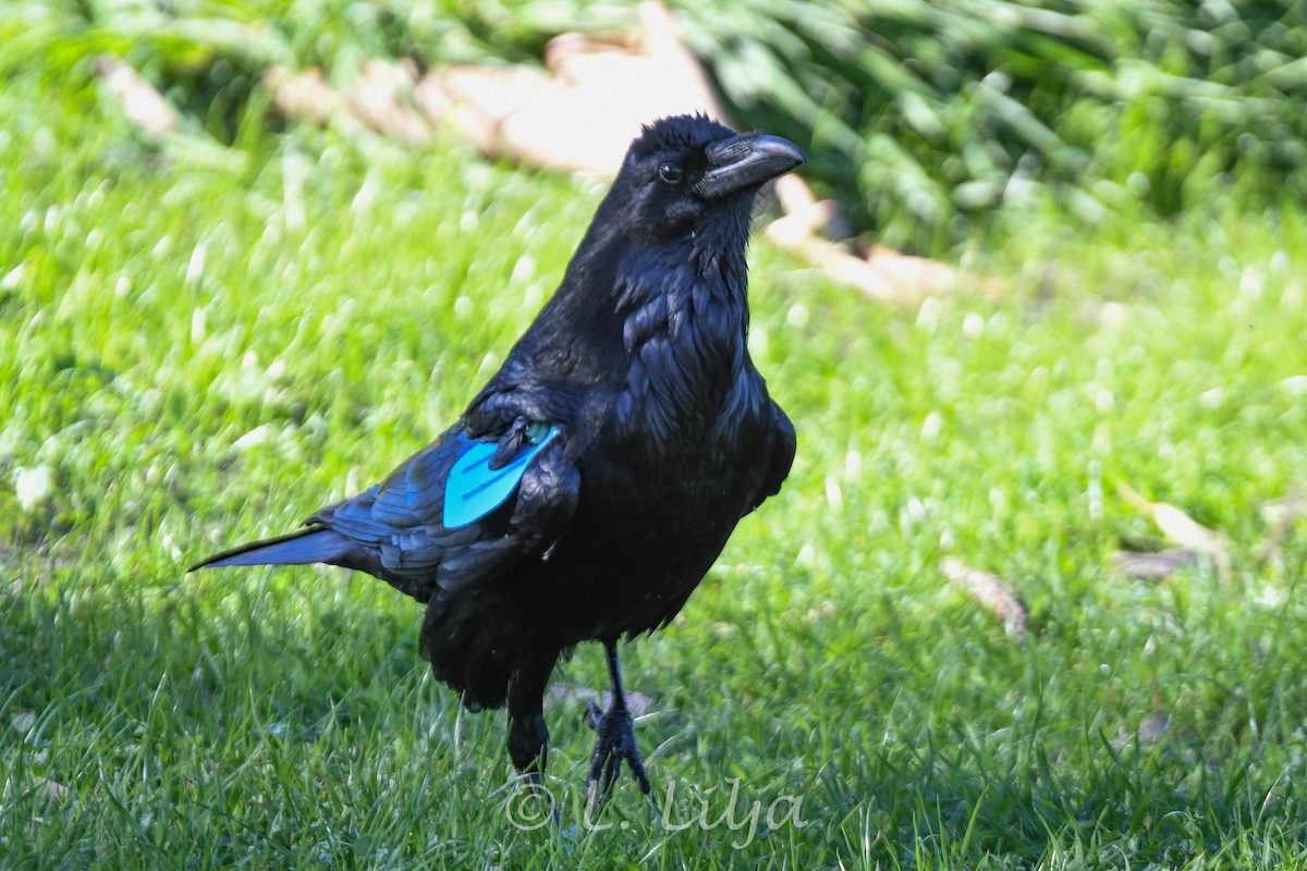 Common Raven - Lorri Lilja