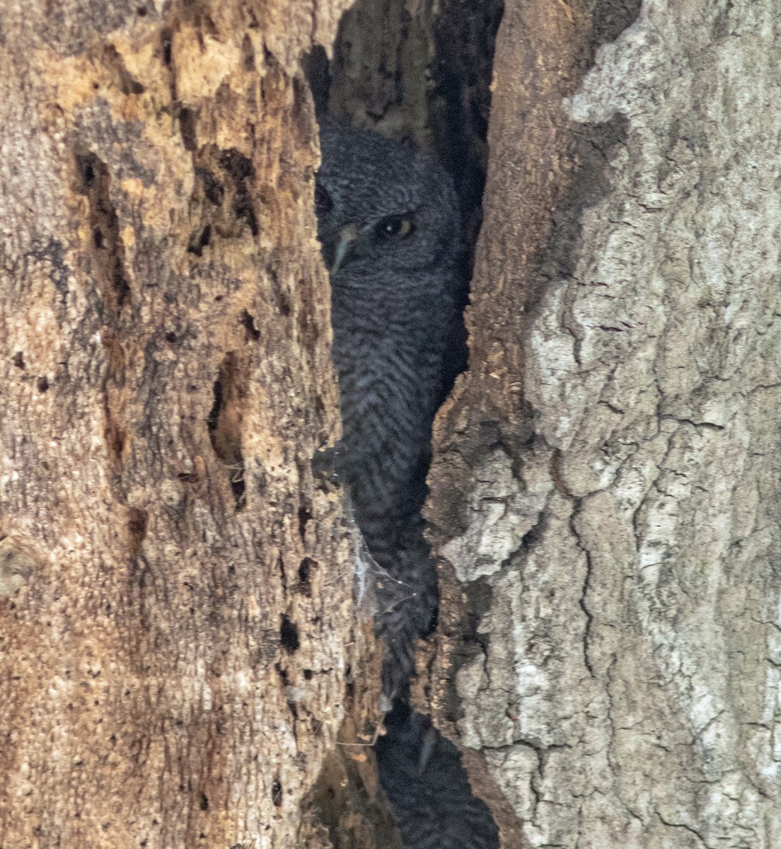 Western Screech-Owl - ML618787389