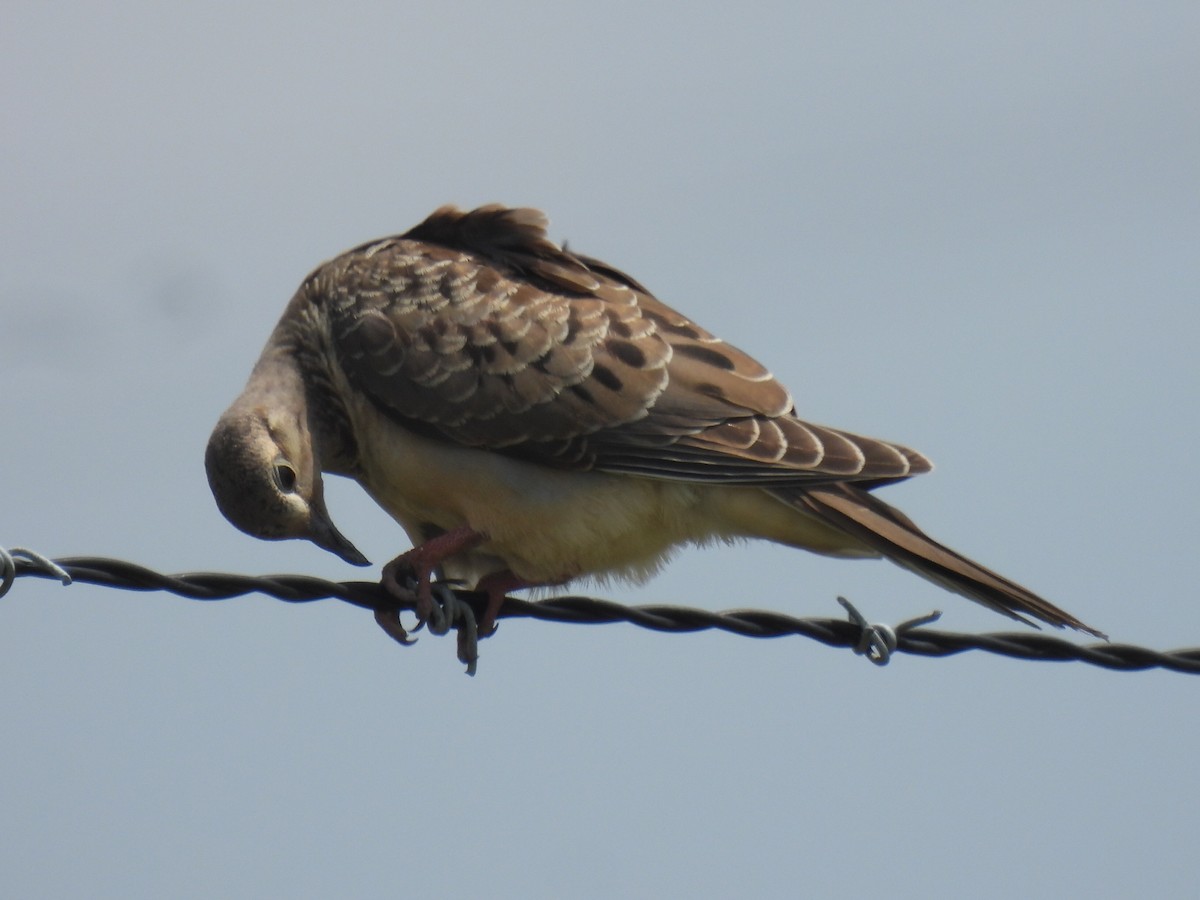 Mourning Dove - Marie Asscherick