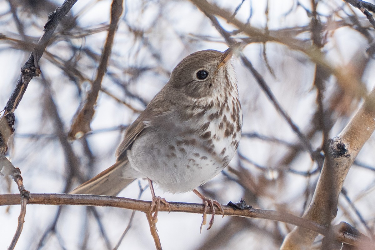 Hermit Thrush - ML618787443