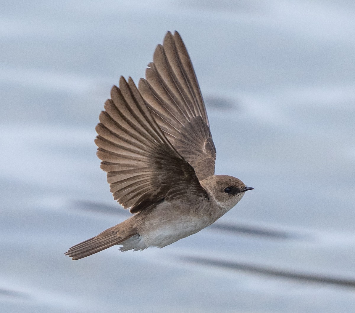 Northern Rough-winged Swallow - ML618787448