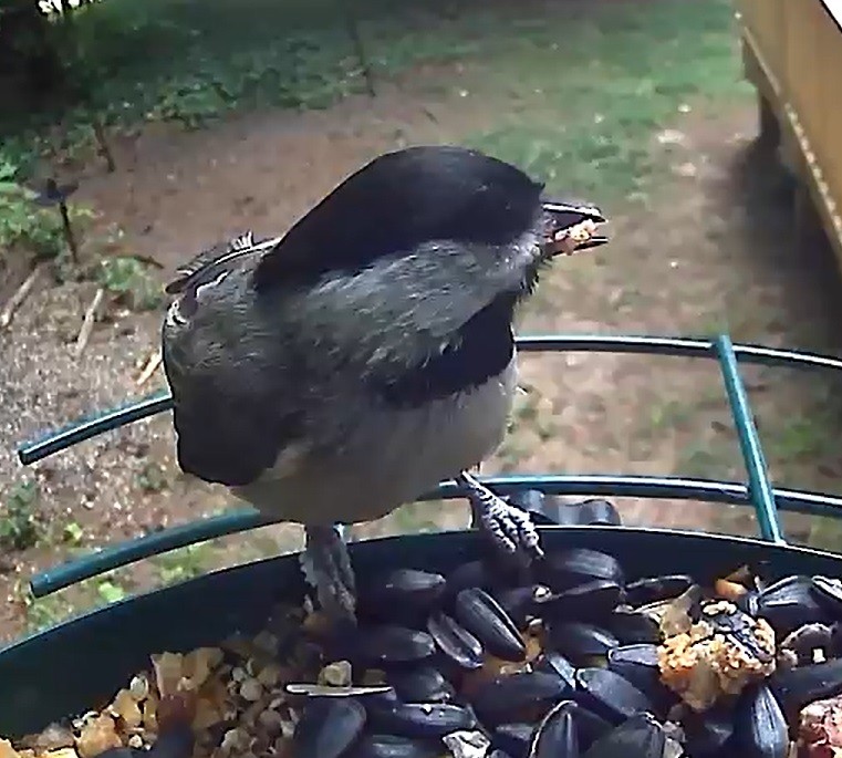 Carolina Chickadee - Joette Steger