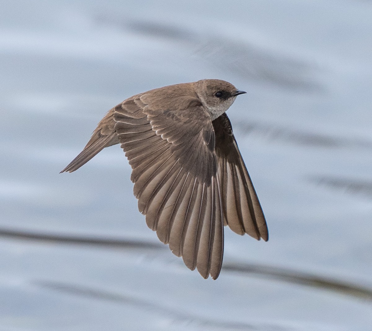 Northern Rough-winged Swallow - ML618787452