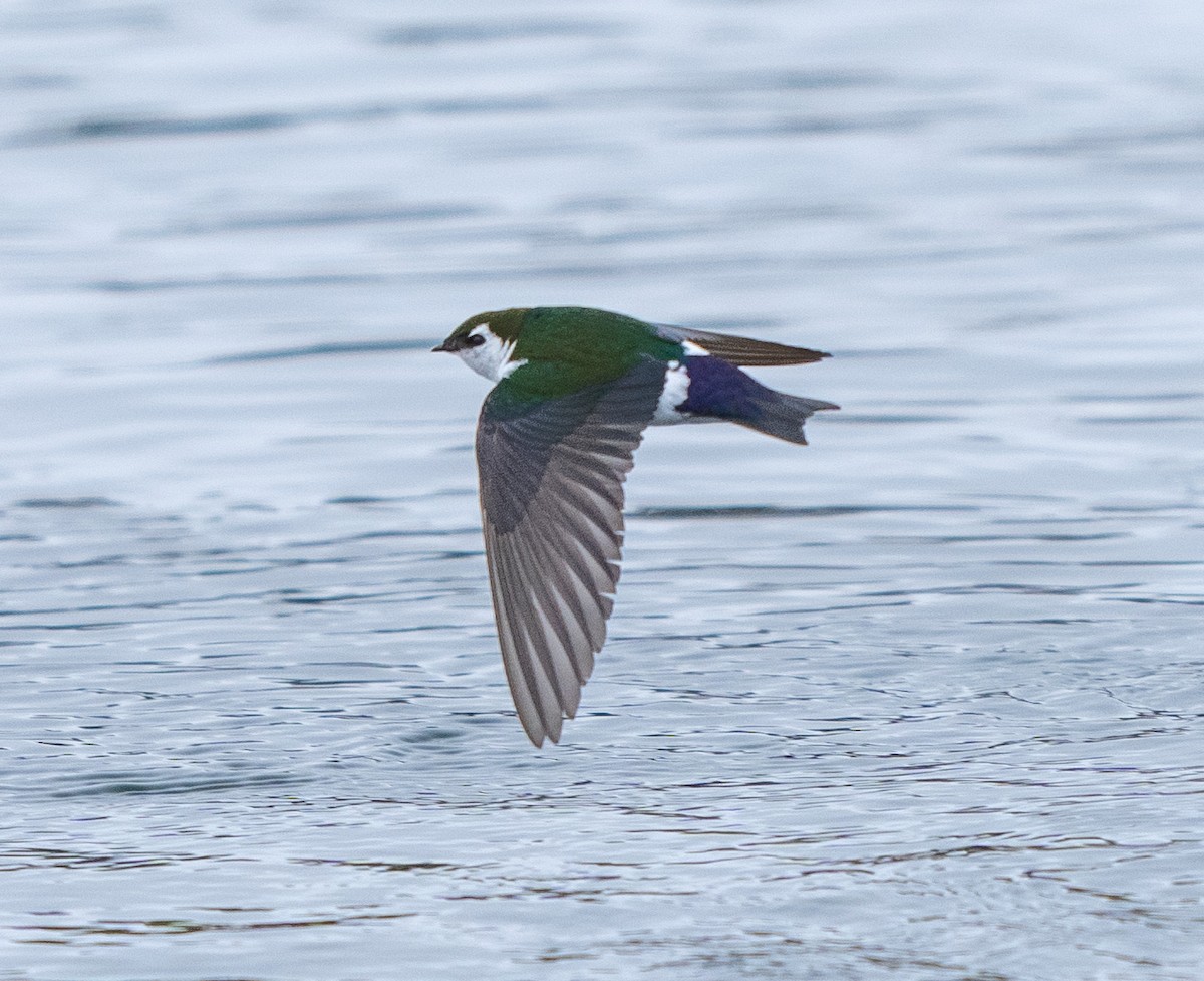 Violet-green Swallow - ML618787456