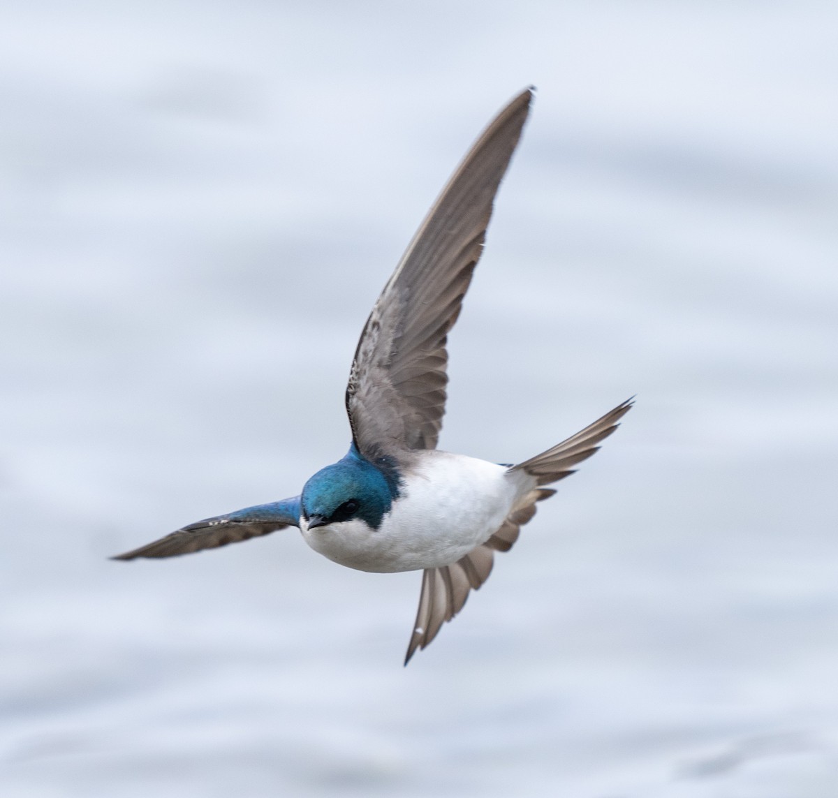 Tree Swallow - ML618787459