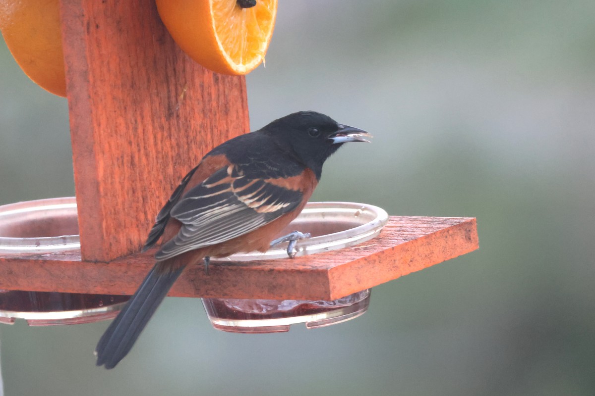 Orchard Oriole - David Nelson