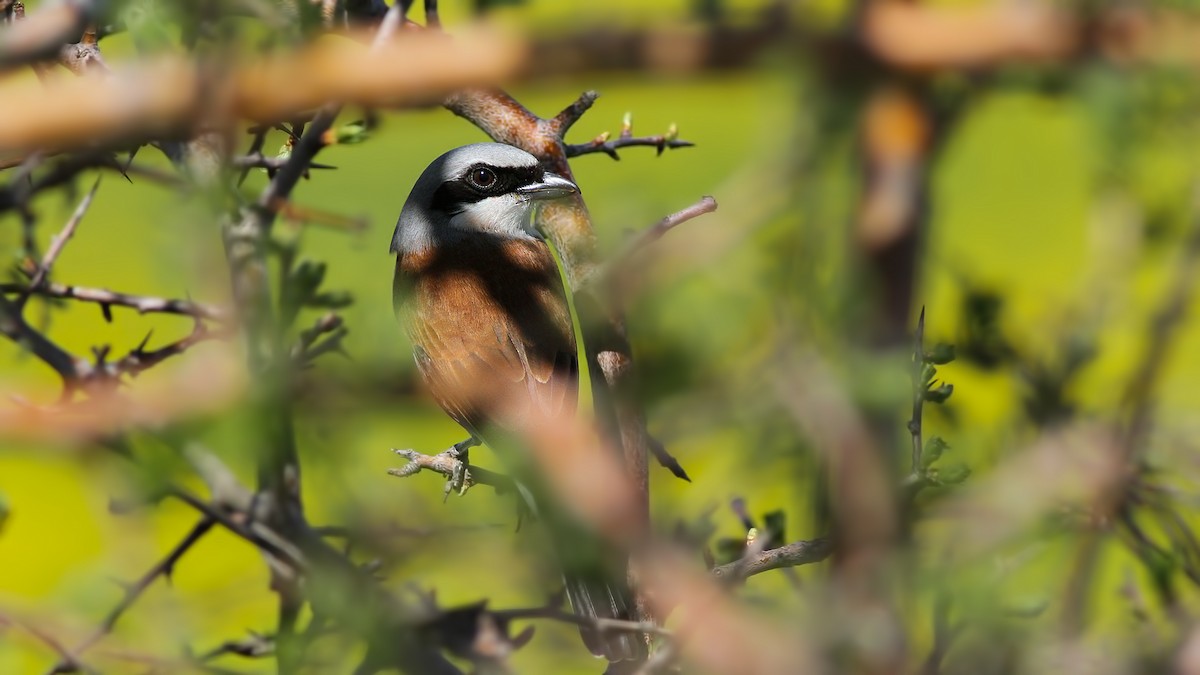 Red-backed Shrike - Emrah Kayhan