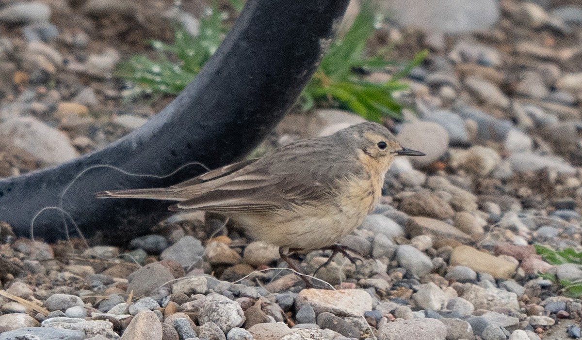 American Pipit - ML618787485