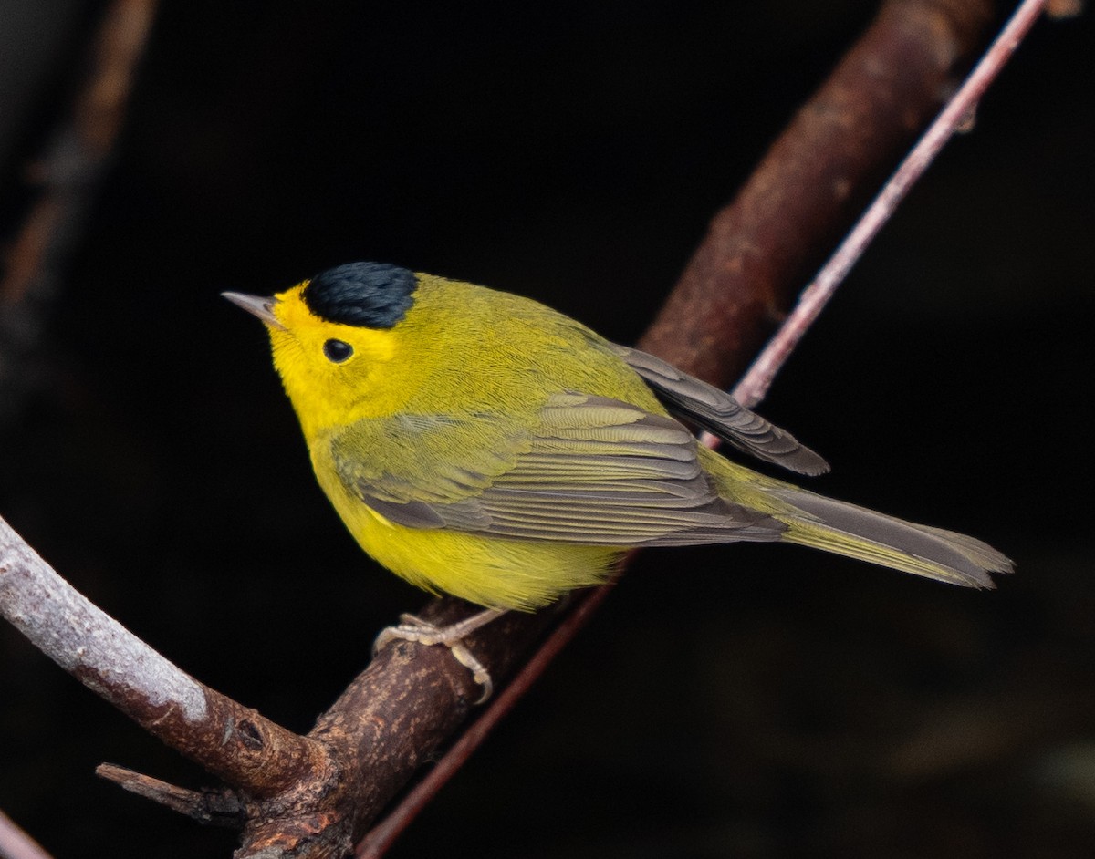 Wilson's Warbler - ML618787499