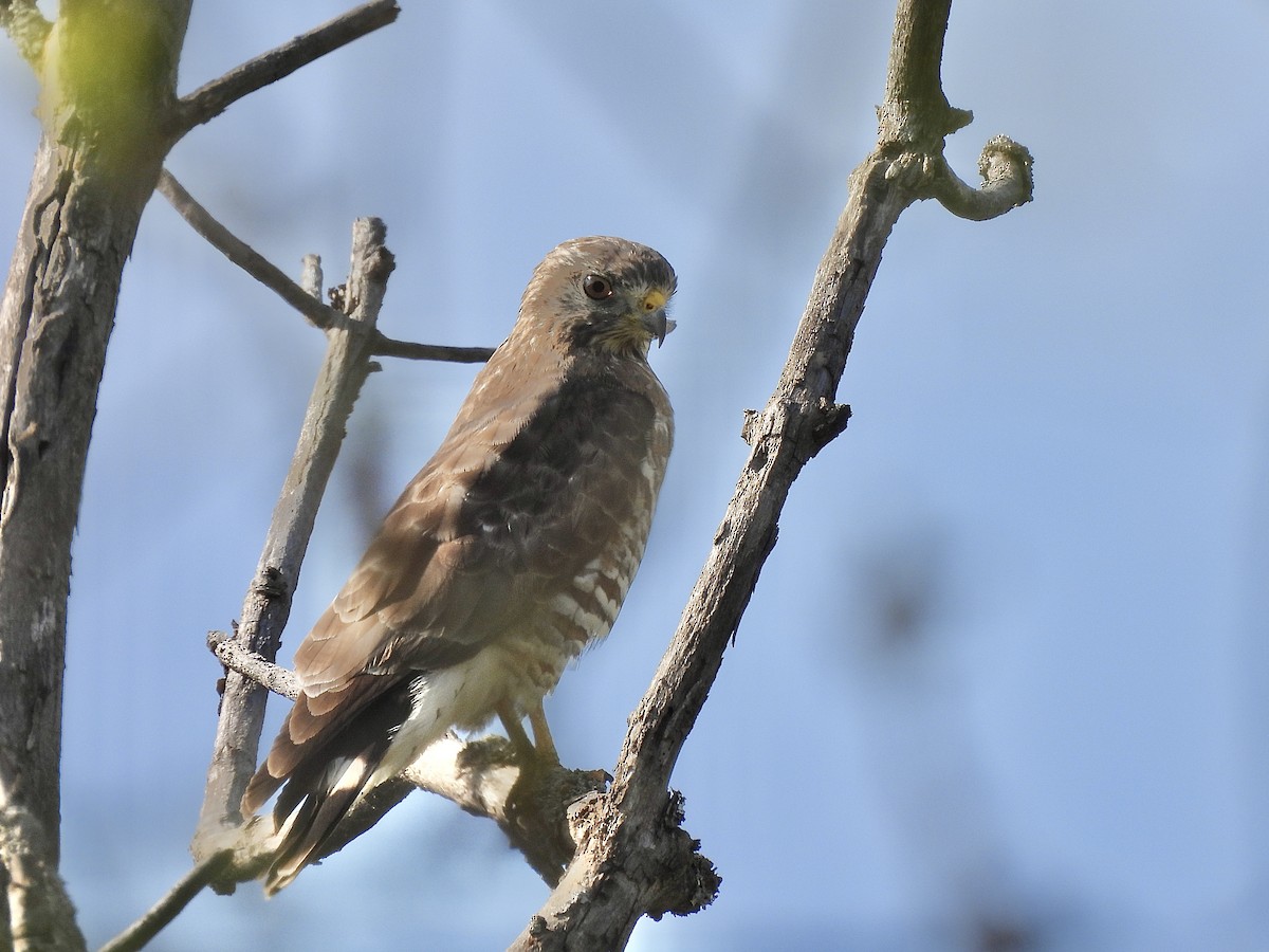 Broad-winged Hawk - Therese & Ed Cacek