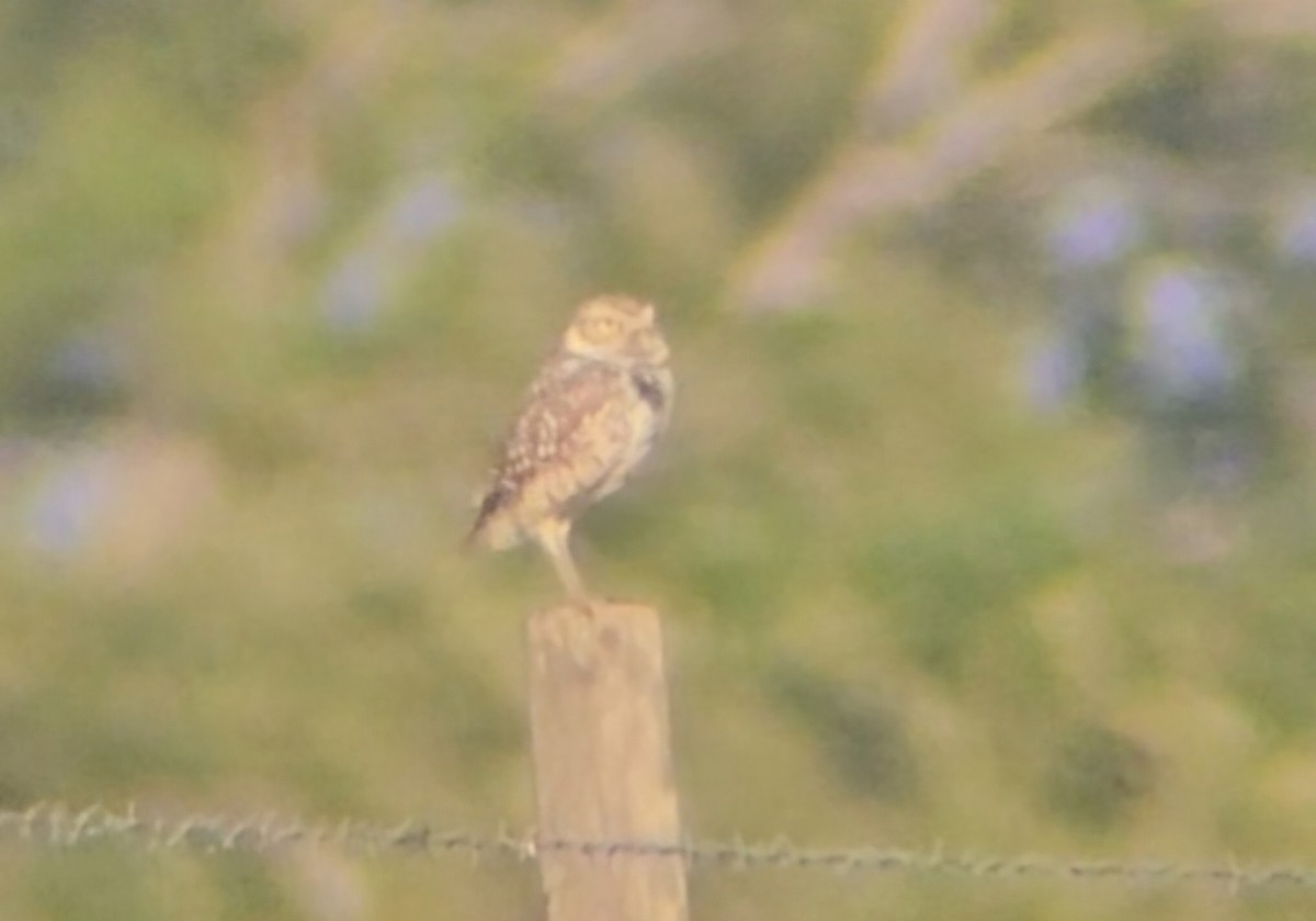 Burrowing Owl - Maggie Paxson