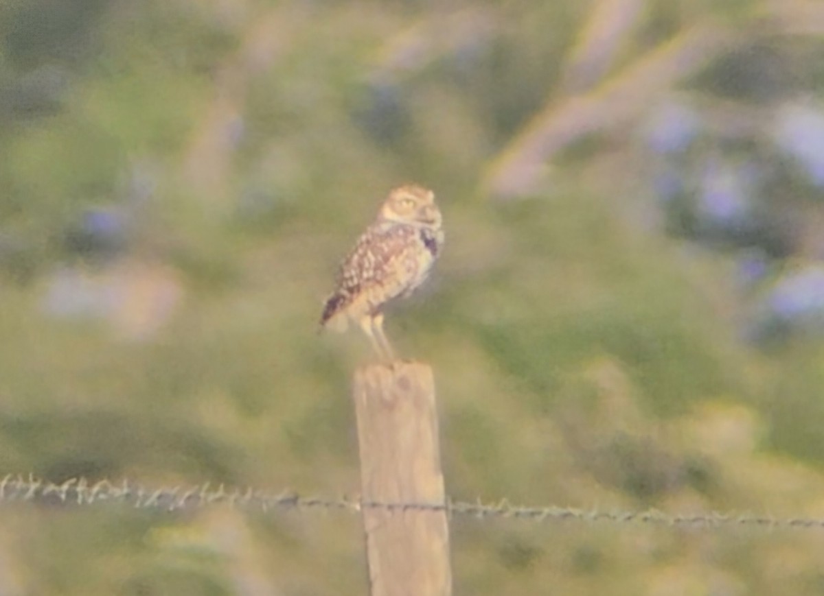 Burrowing Owl - Maggie Paxson