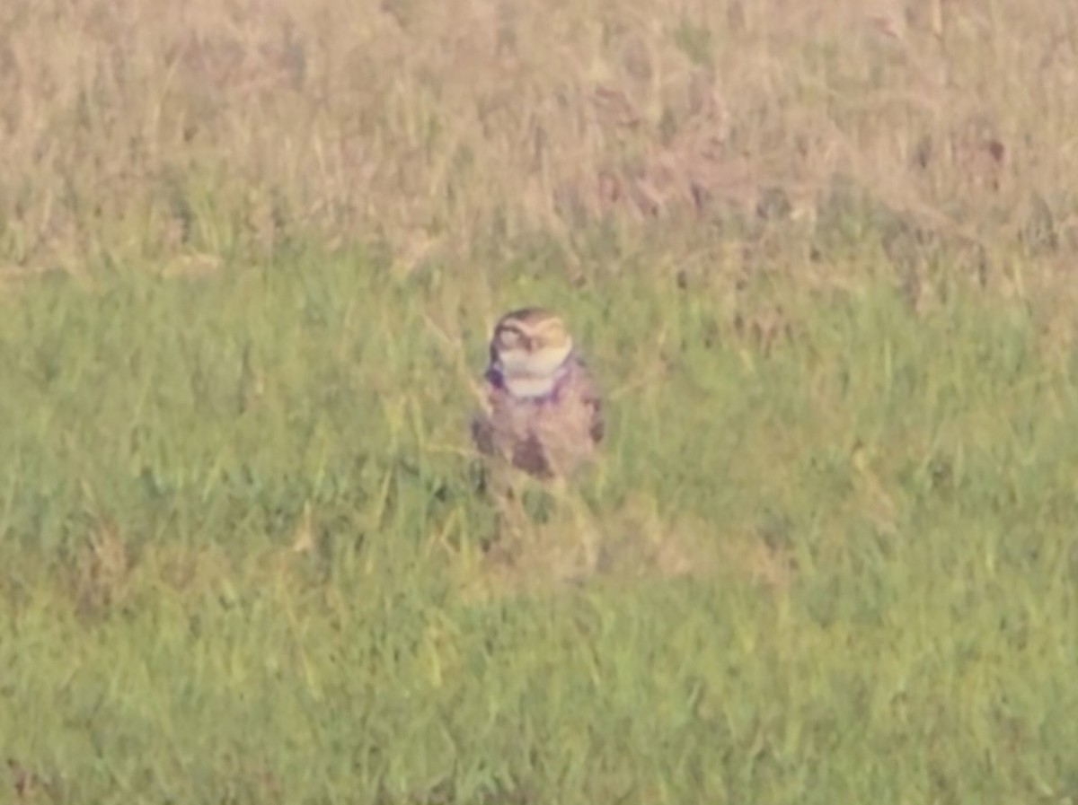 Burrowing Owl - Maggie Paxson