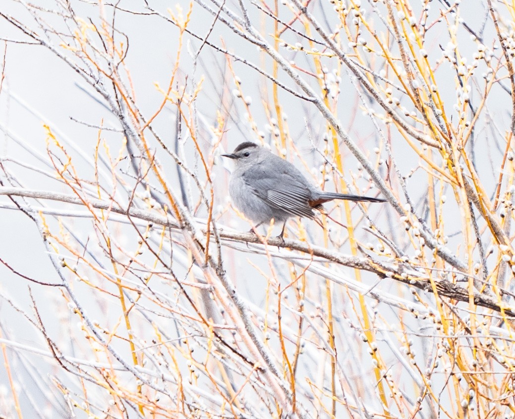 Gray Catbird - ML618787531