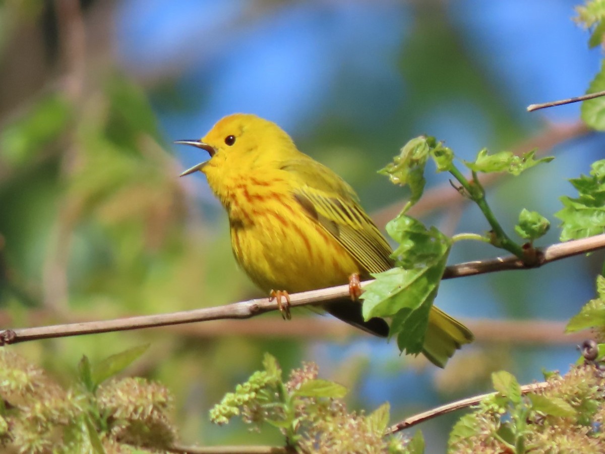 Yellow Warbler - ML618787546