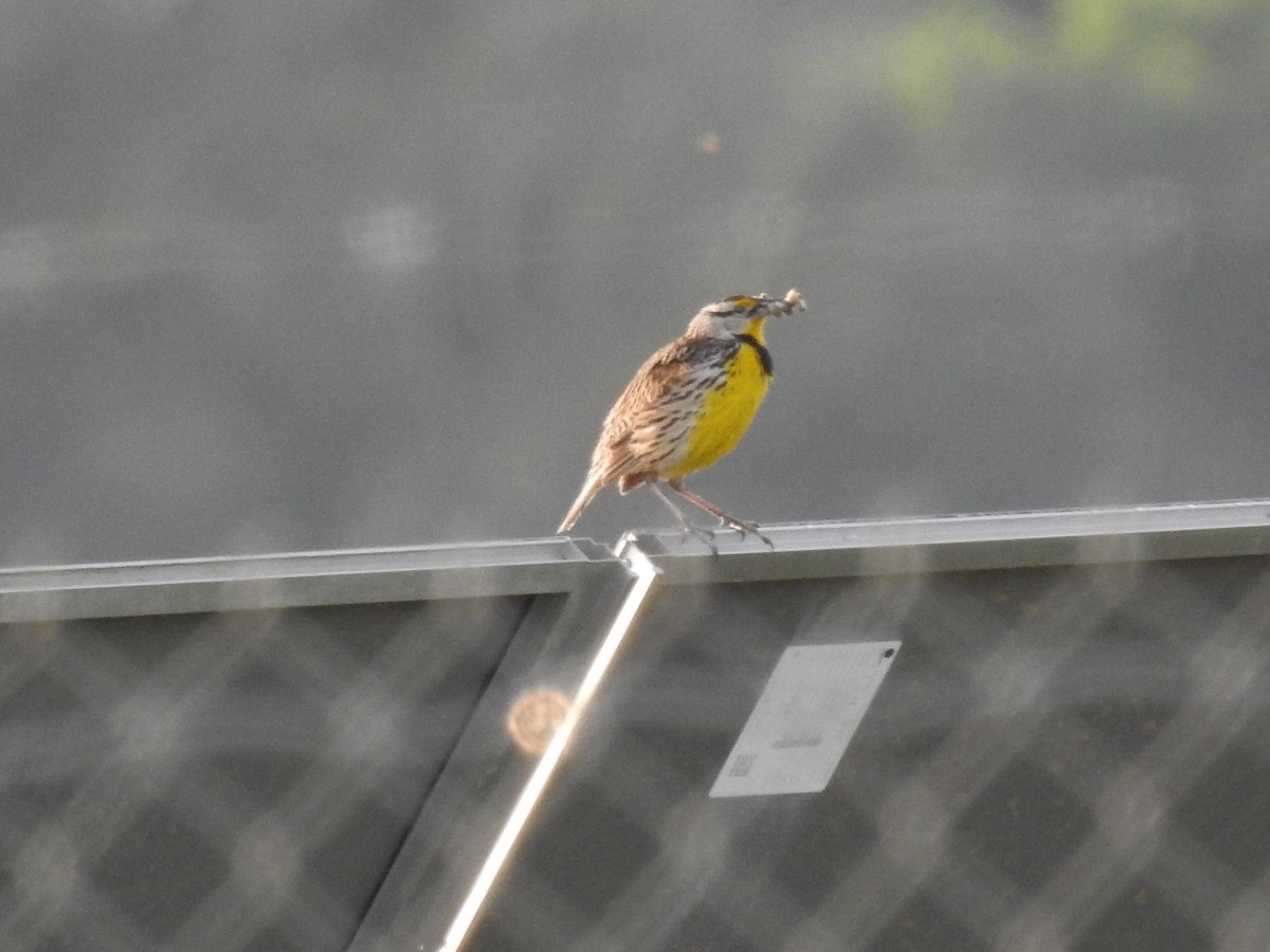 Eastern Meadowlark - Laura Mae