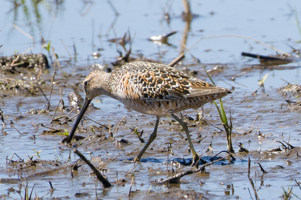 Long-billed Dowitcher - Les Peterson