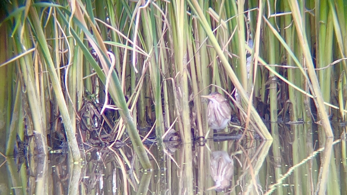 Least Bittern - ML618787564
