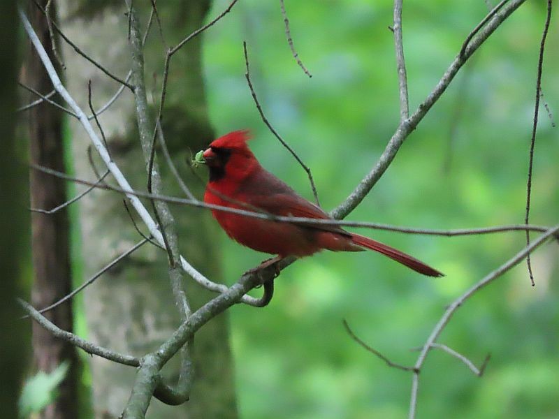 Cardinal rouge - ML618787568