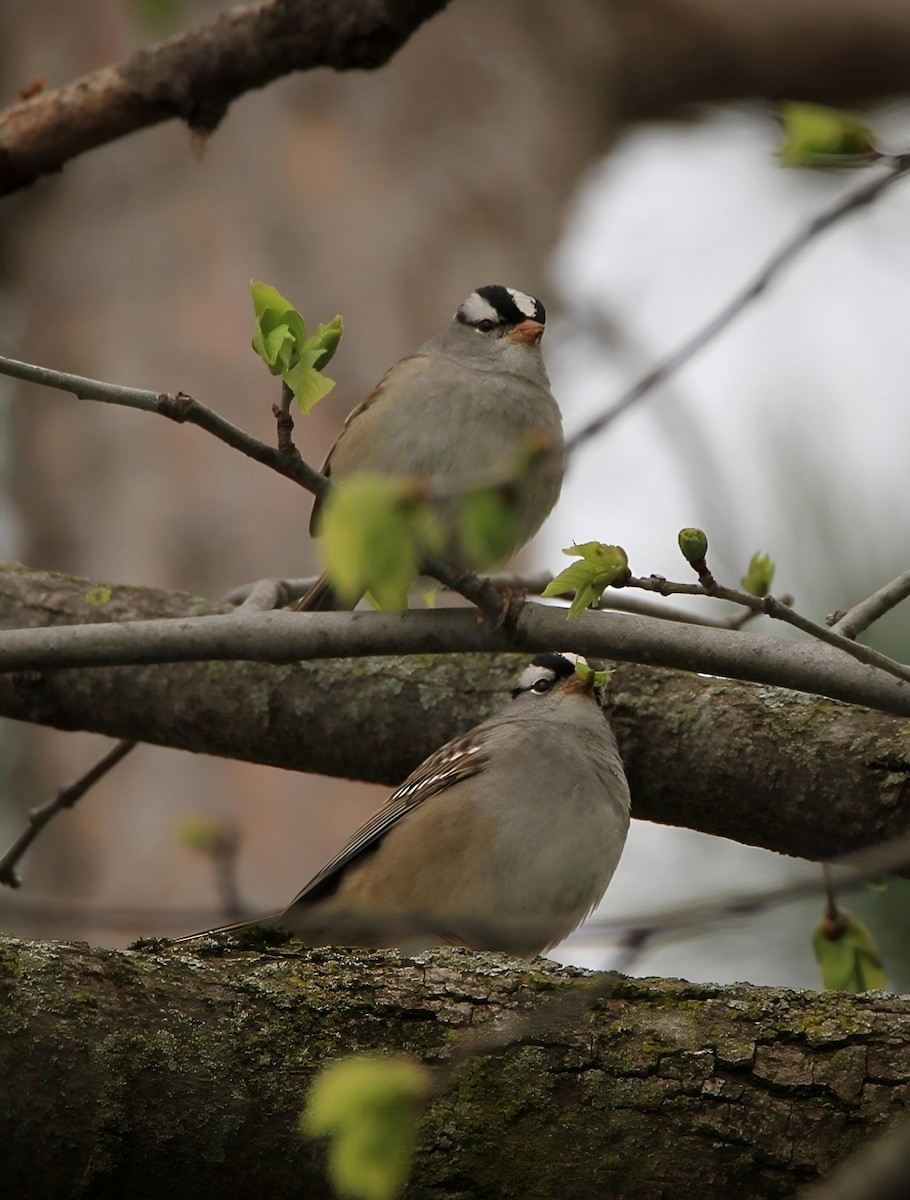 White-crowned Sparrow - ML618787569