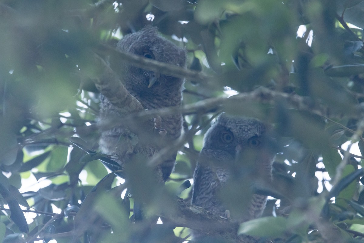 Eastern Screech-Owl - ML618787574