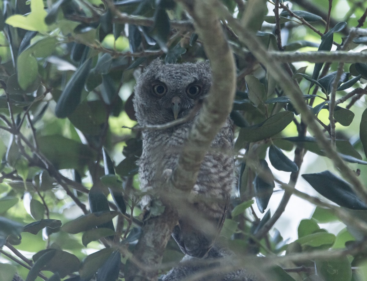 Eastern Screech-Owl - John Faber