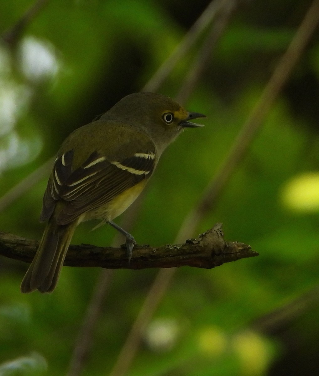 Ak Gözlü Vireo - ML618787576