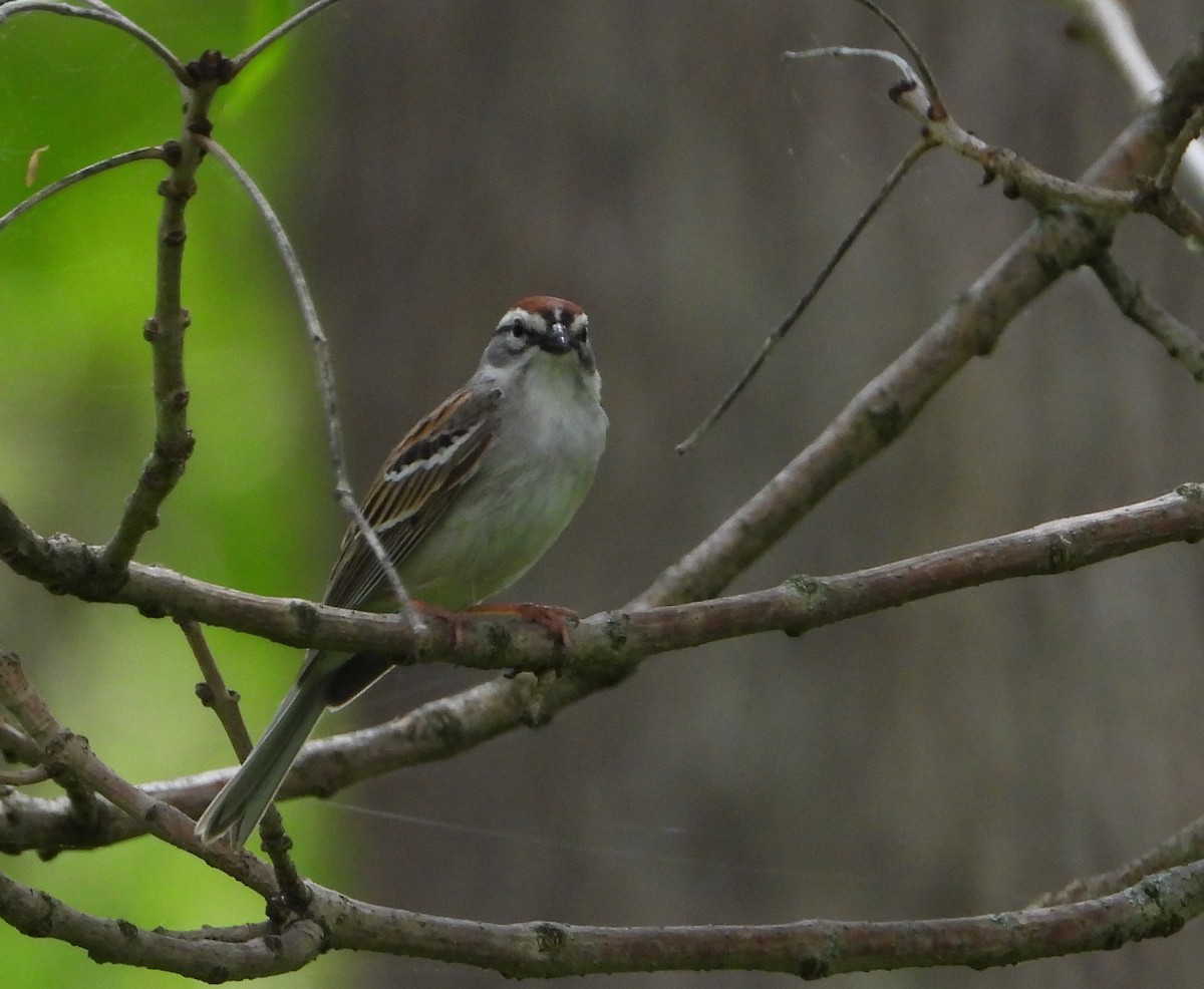 Chipping Sparrow - ML618787580