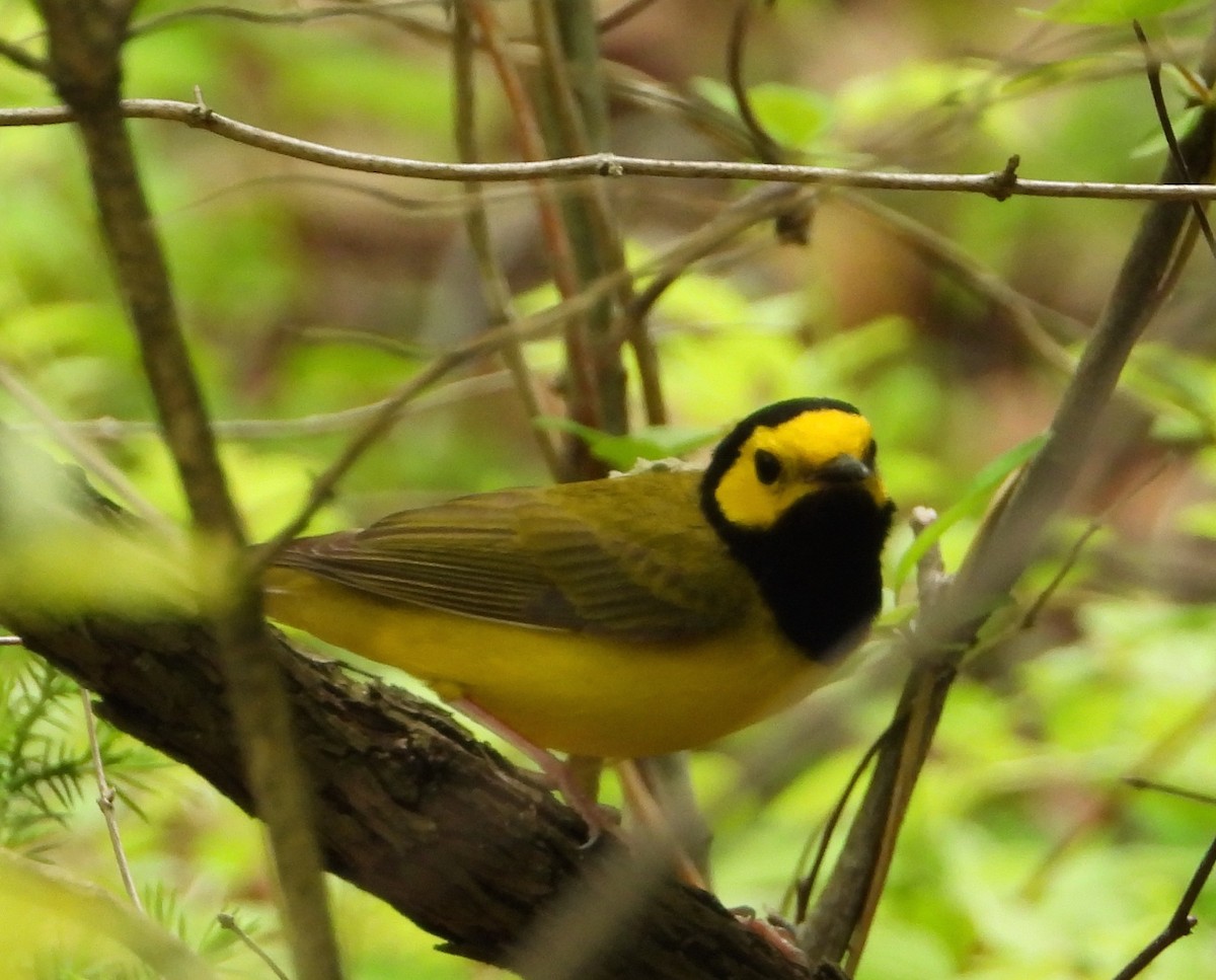 Hooded Warbler - Shirley Andrews