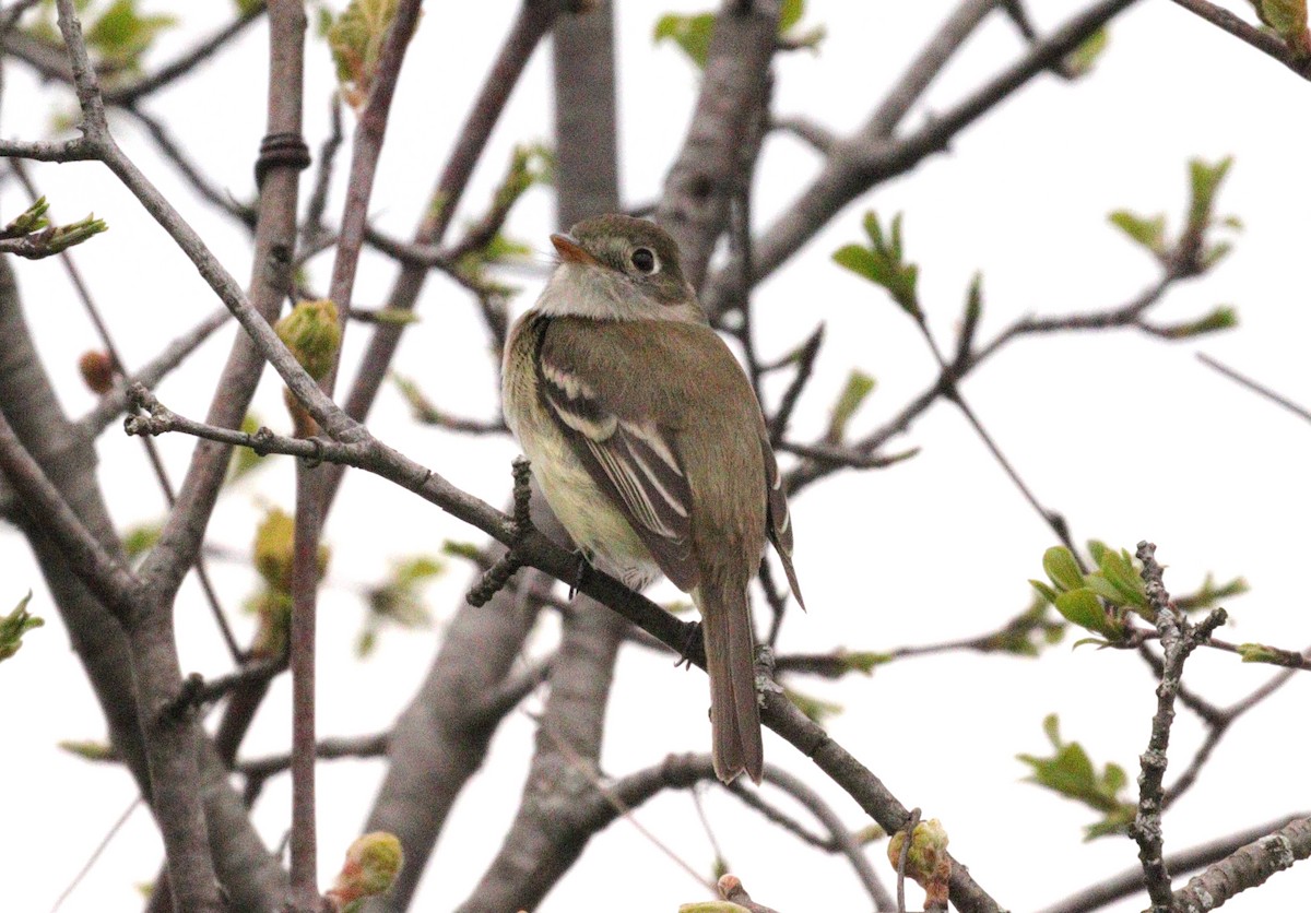 Least Flycatcher - Tracy Muller