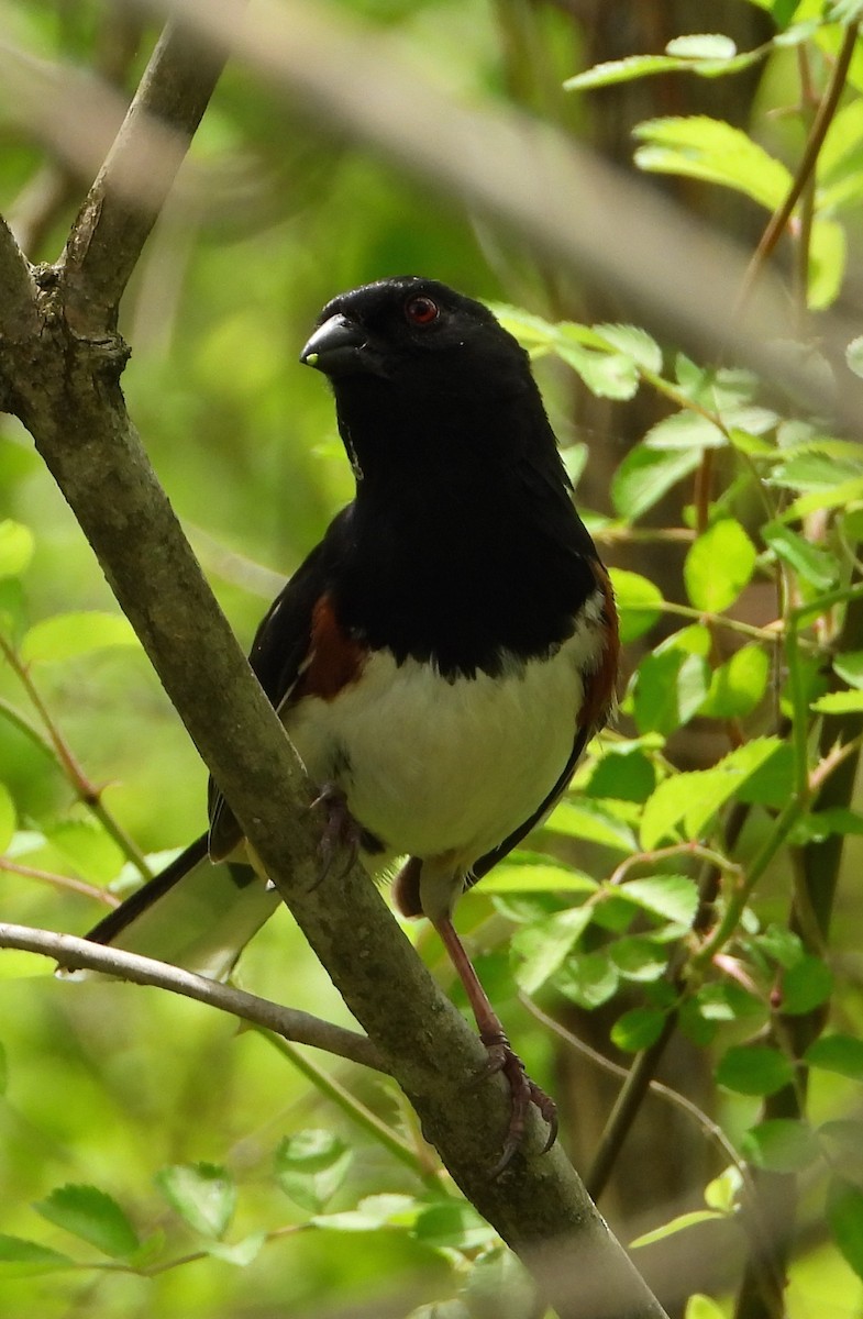 Eastern Towhee - ML618787597