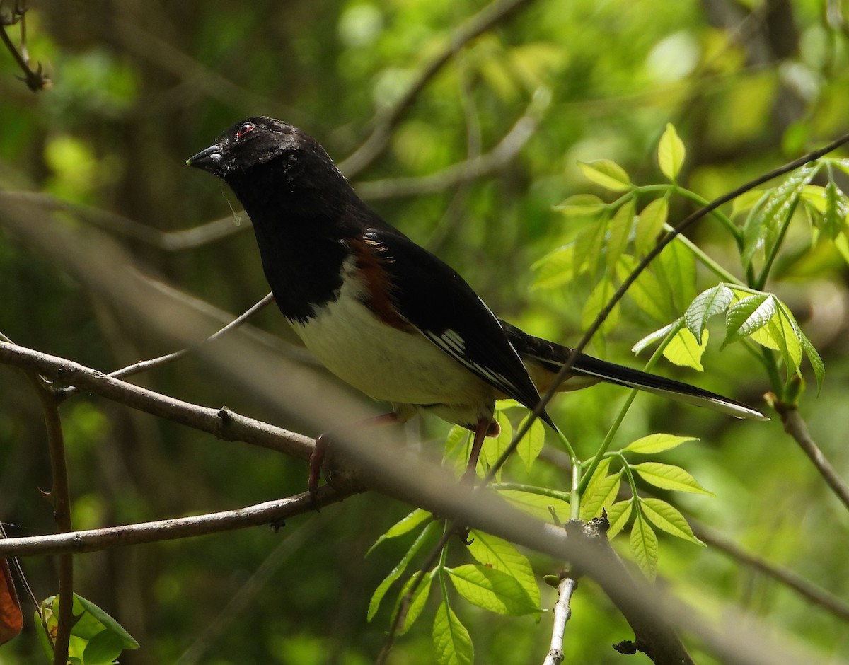 Eastern Towhee - ML618787598