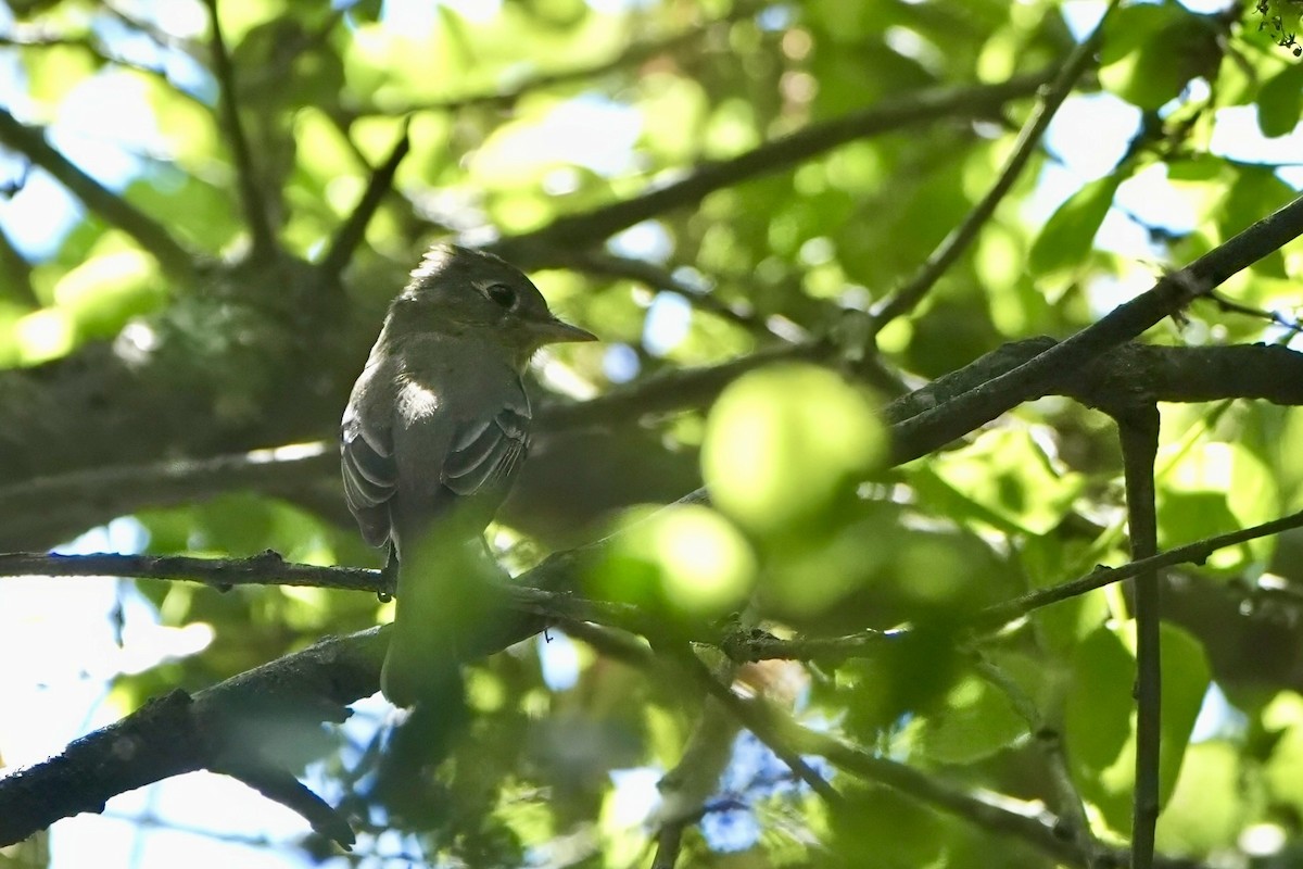 Western Flycatcher (Pacific-slope) - Kenneth Hillan