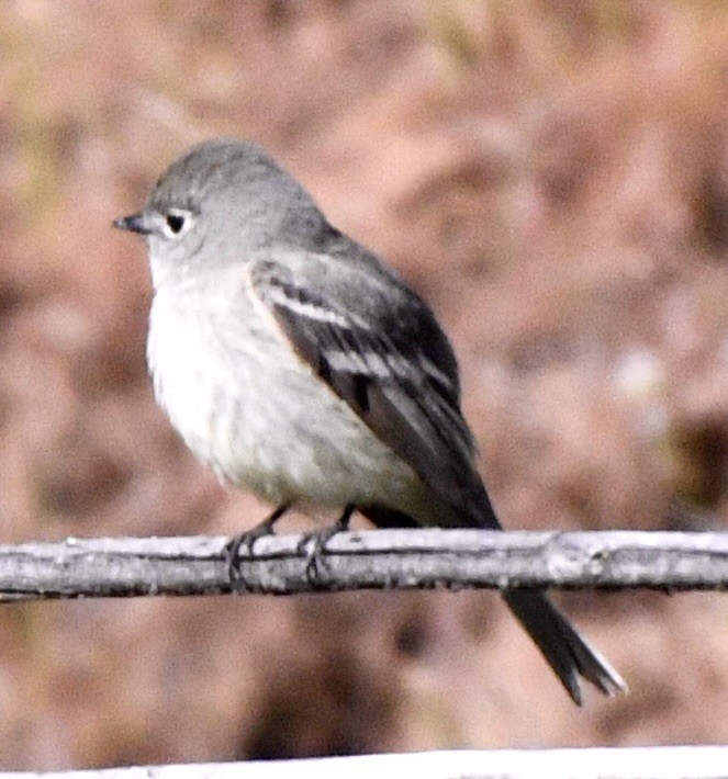 Dusky Flycatcher - John/Linda Mendoza