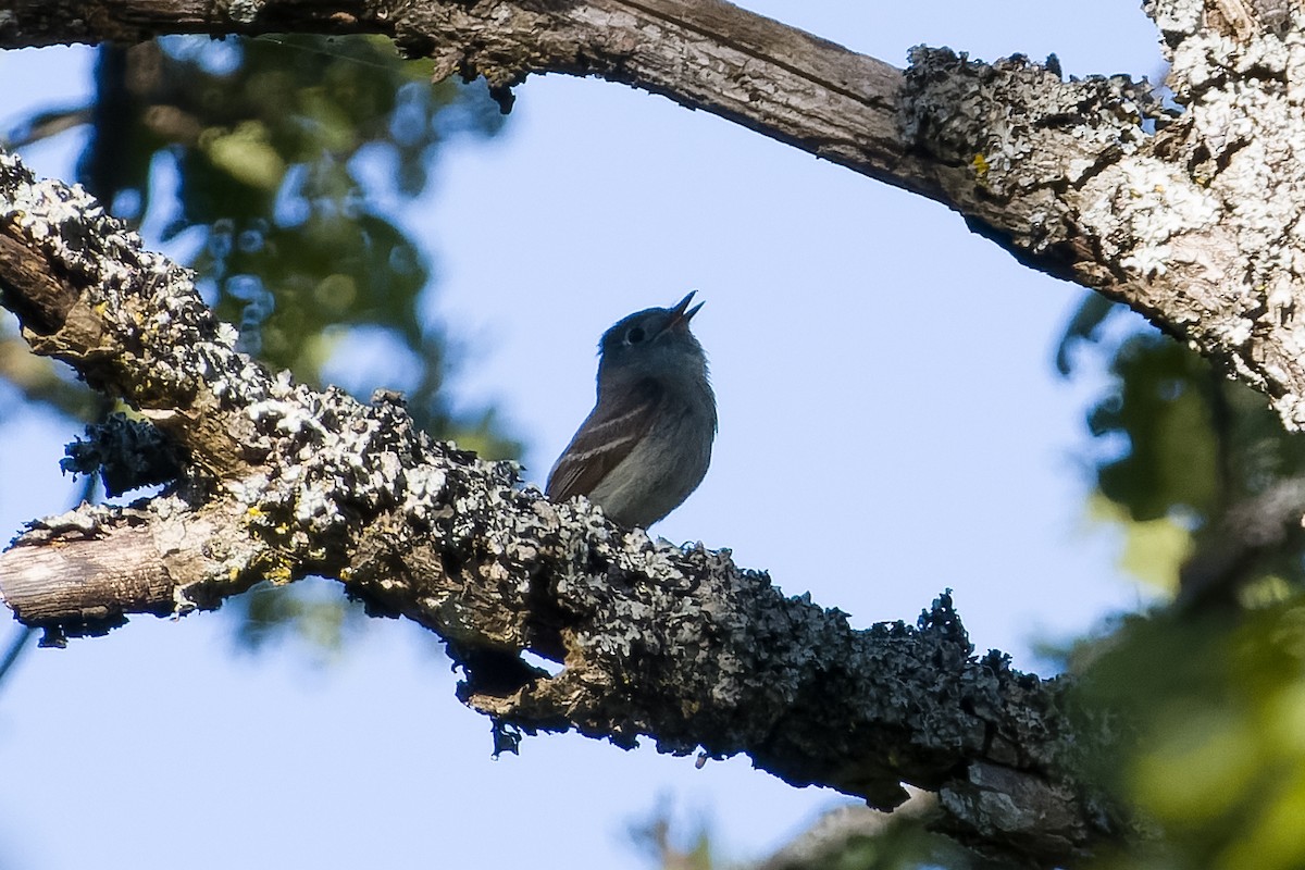 Hammond's Flycatcher - Les Peterson